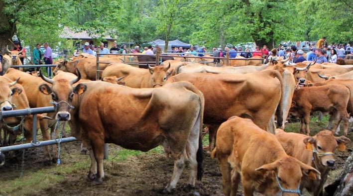 Feria de Corao. Cangas de Onís