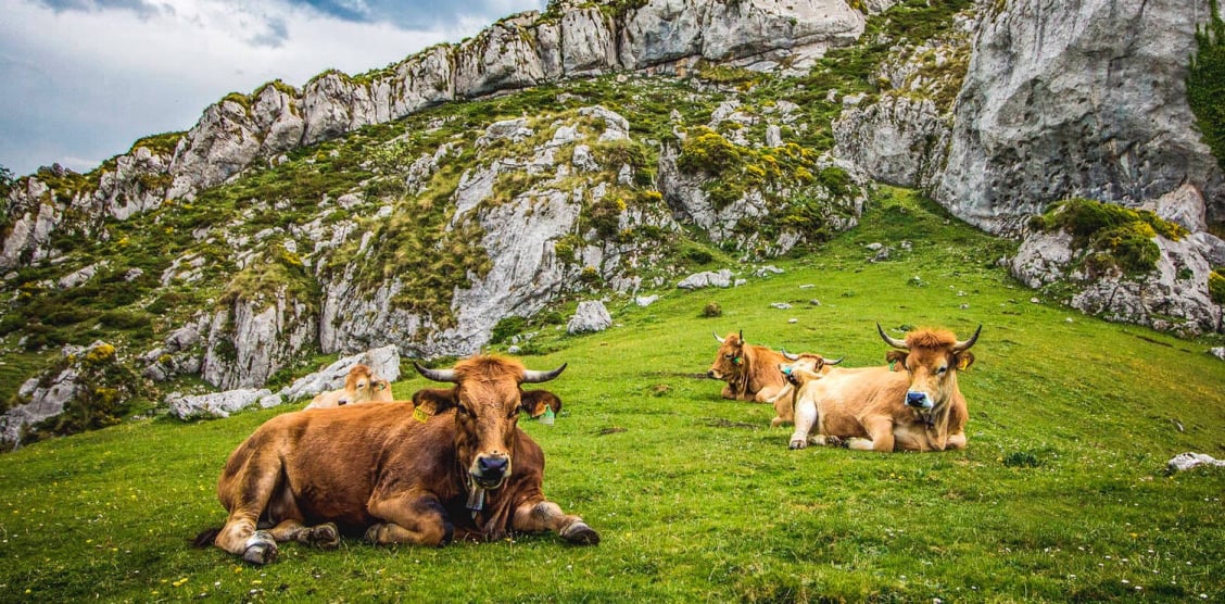 Vista de Picos de Europa y Lago Ercina