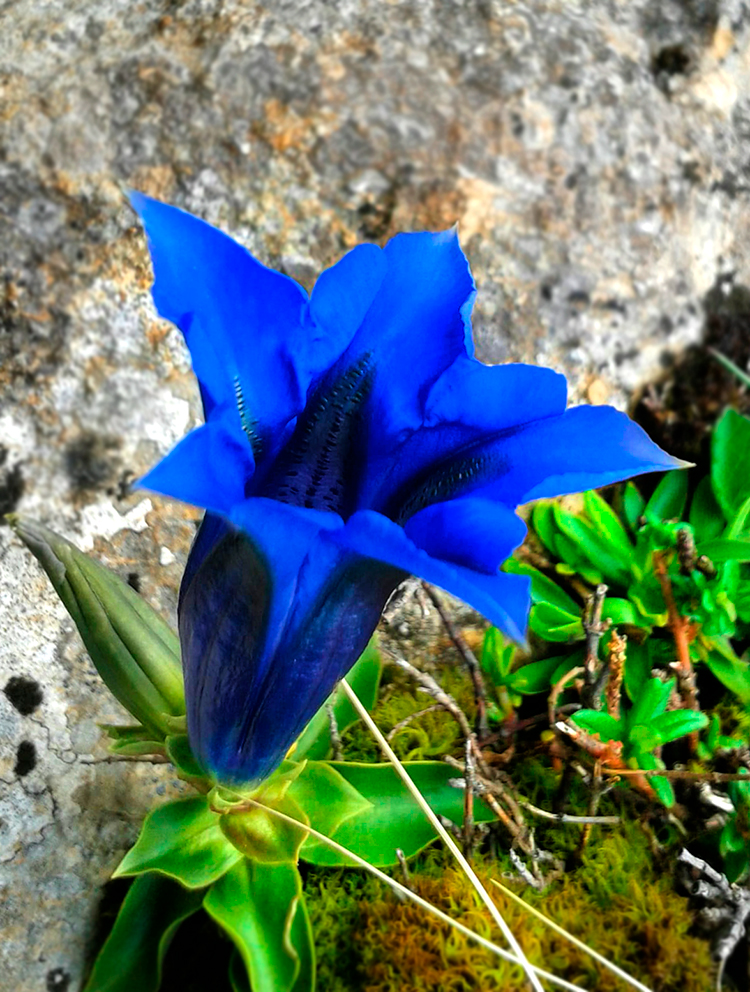 Gerenciana Berna
