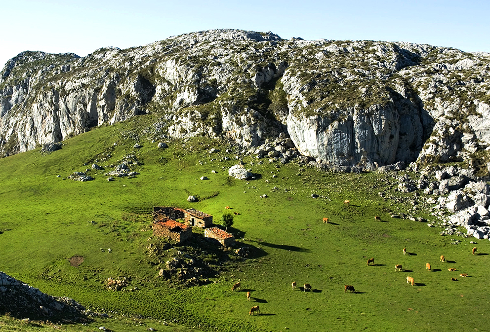 Cabaña y Ganado en los Picos de Europa