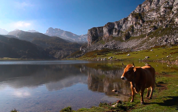 Una vaca al lado del Lago Ercina