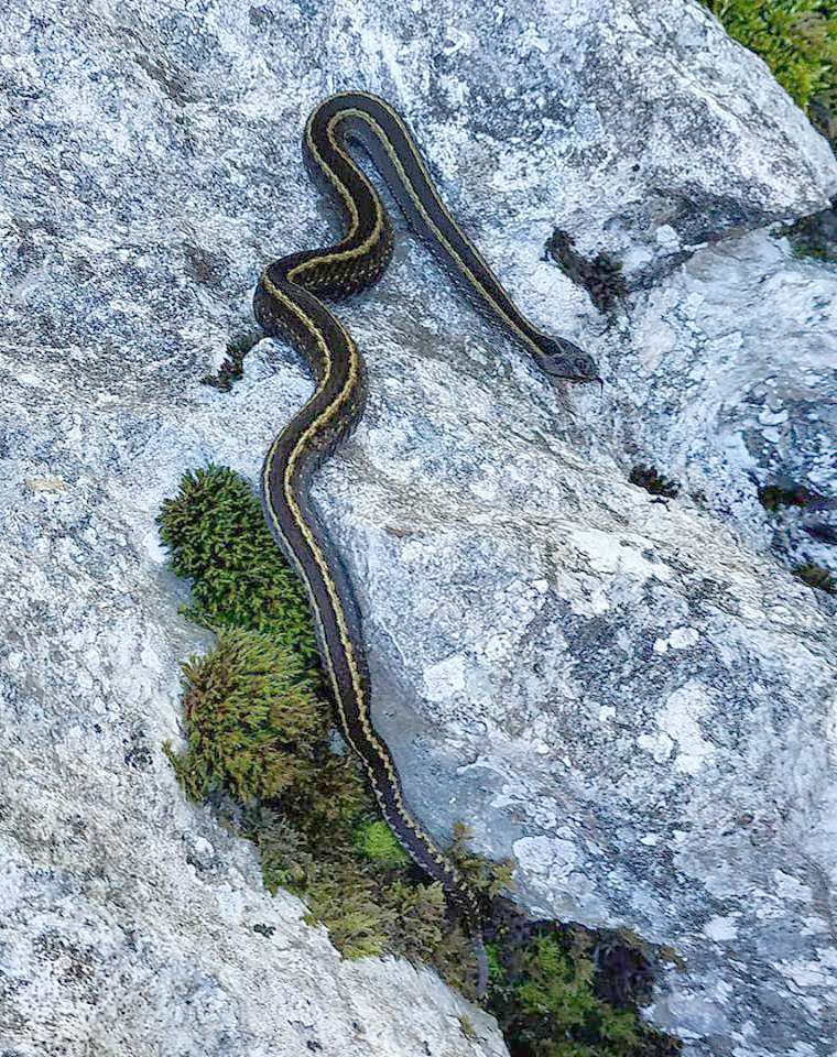 Víbora de seoane bilieata